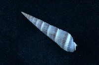 藏品(筍螺)的圖片